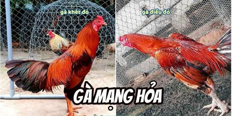 Màu mạng gà mệnh Hoả