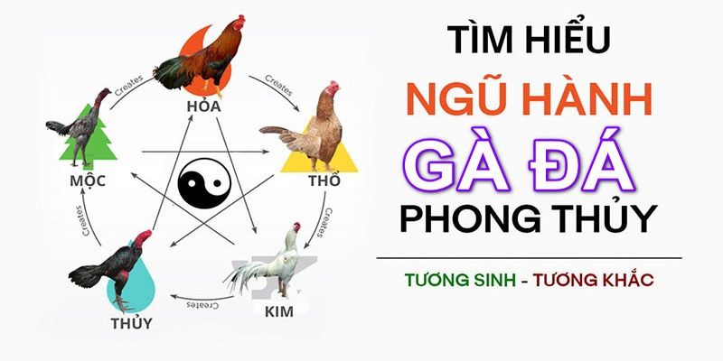 Màu mạng gà đá gồm những loại nào phổ biến