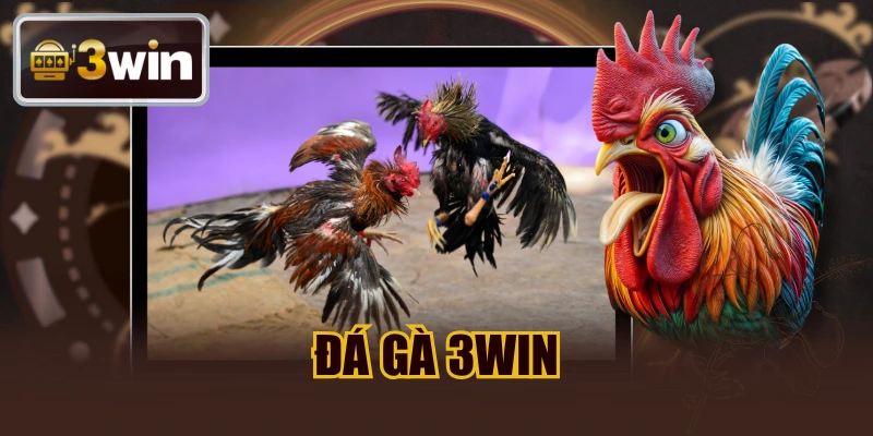 đá gà 3WIN